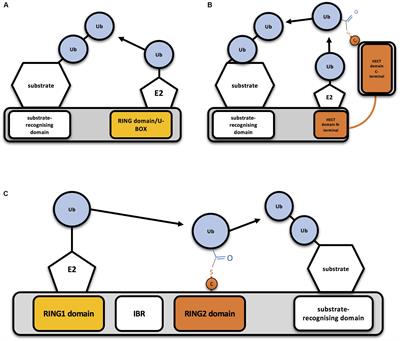 How to Inactivate Human Ubiquitin E3 Ligases by Mutation